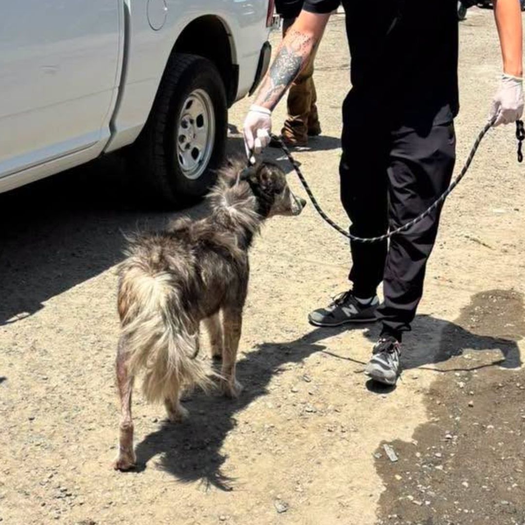 Rescatan a Husky Víctima de Maltrato en Tijuana